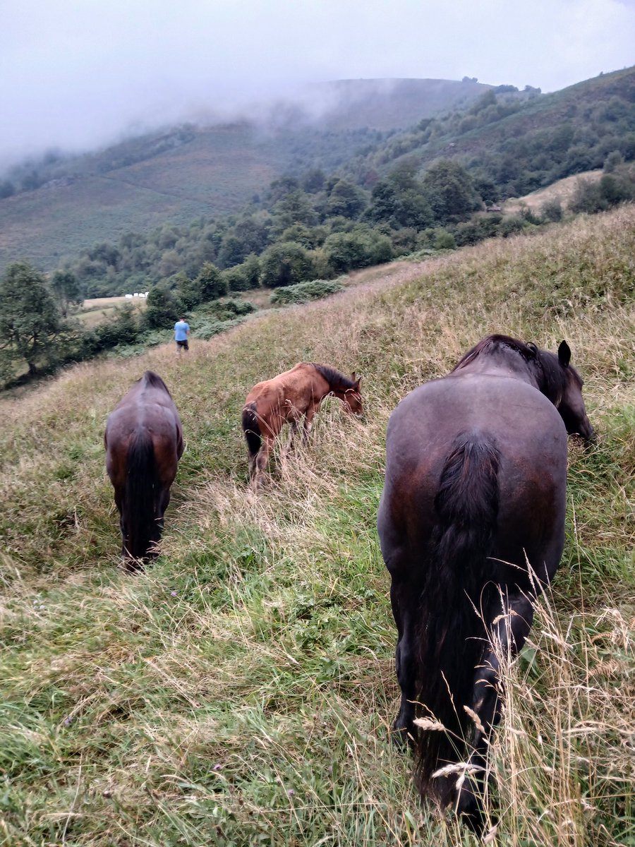 Por caminos y veredas de la Asturias profunda. 
Tres horas de ruta, monte arriba, hasta llegar a los paos más altos.