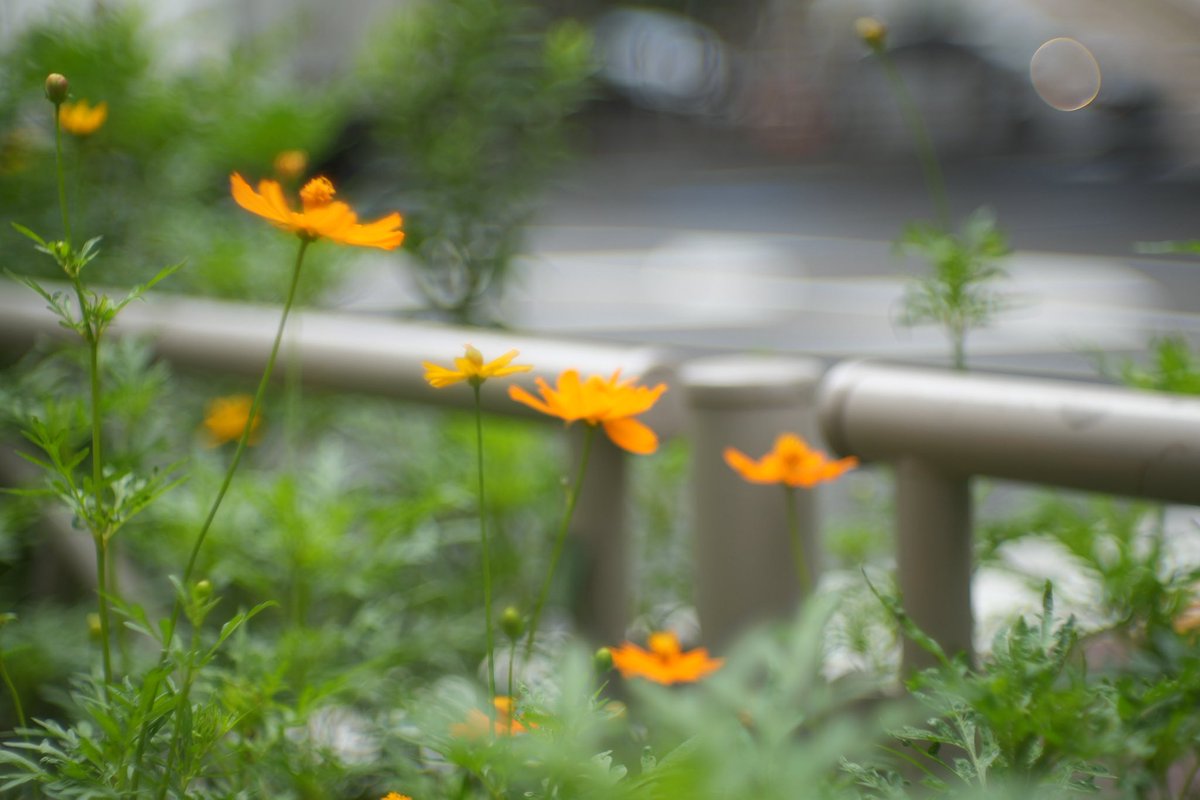 交通量激しい街道に

#photograghy 
#α7IV 
#nikkor 
#これソニーで撮りました　
#キリトリセカイ 
#ファインダー越しの私の世界 
#写真好きと繋がりたい　
#オールドレンズ
#東京カメラ倶楽部　
#ふぉと