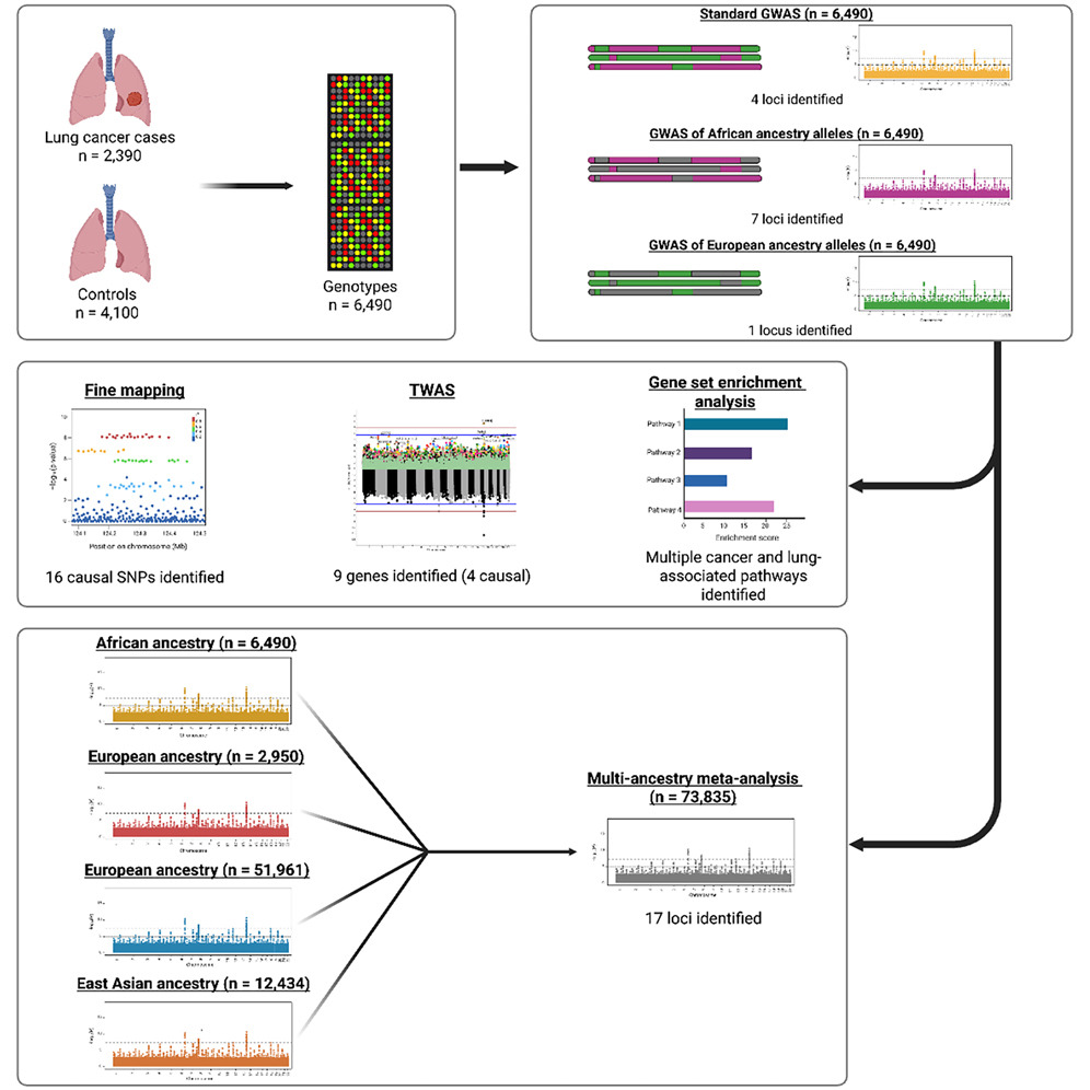 .<a href="/mjbetti/">Michael Betti</a> &amp; co of <a href="/AJHGNews/">AJHG</a> latest article performed a comprehensive multi-ancestry genetic analysis of lung cancer, identifying four genomic regions linked to disease susceptibility and biological pathways relevant to cancer and lung function: cell.com/ajhg/abstract/… #ASHG