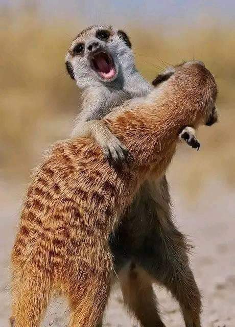 lunahdakidWave's tweet photo. NABI,NABI batho basharakantsha dilo mo!!!😬😬🥹🥹 https://t.co/ULHcSOMNHf