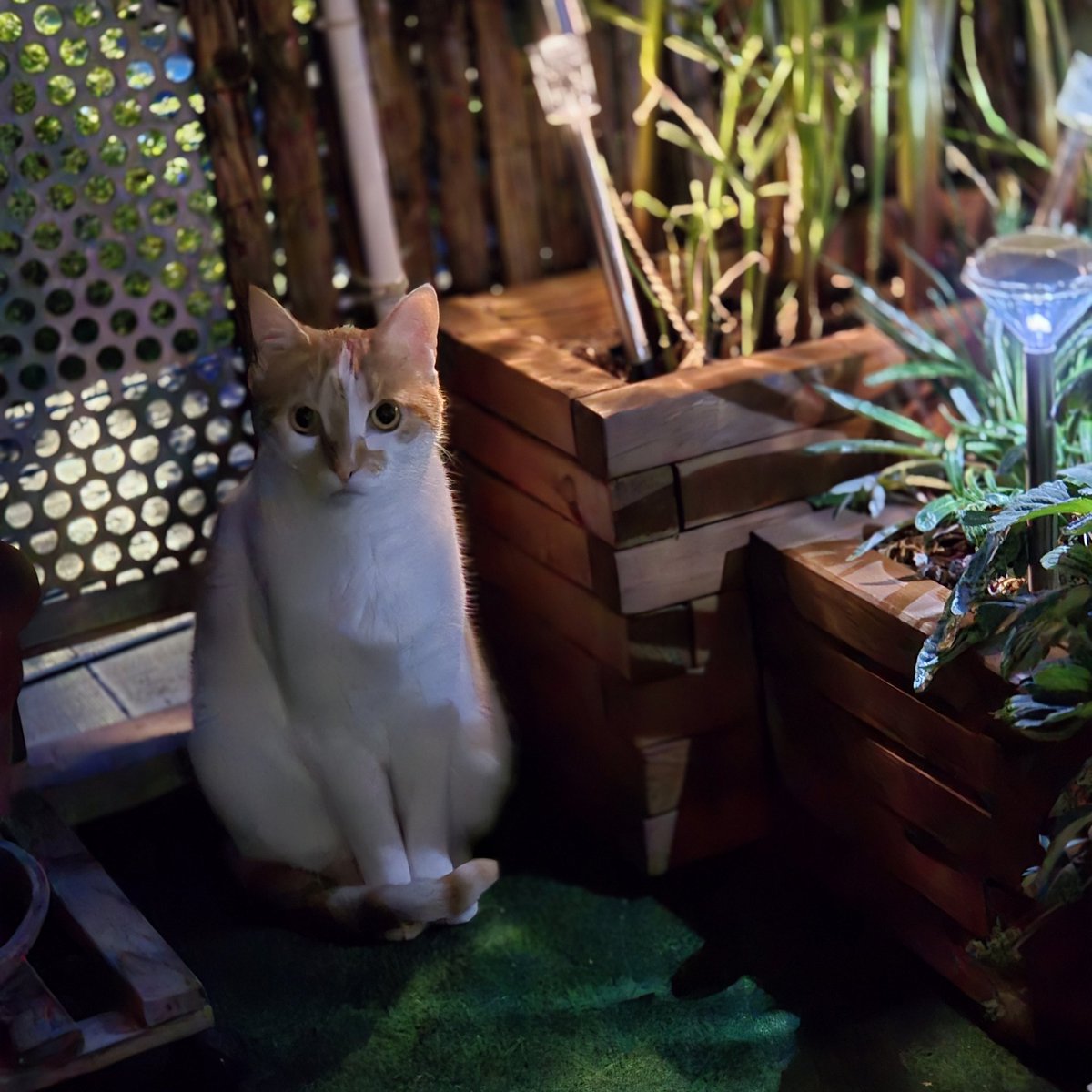 Have a good evening lovely friends and greetings from my balcony at night 😻❤️🐾🐾🌅🌙
#tunatuesday #CatsOfTwitter #CatsAreFamily #cats #adoptdontshop 🐈