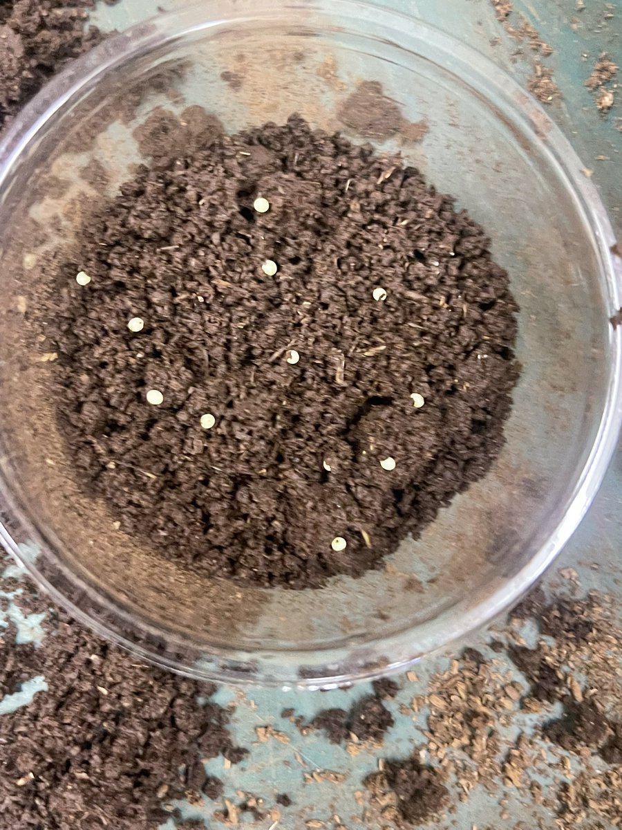 アマミマルバネ
今年も産んでます😊