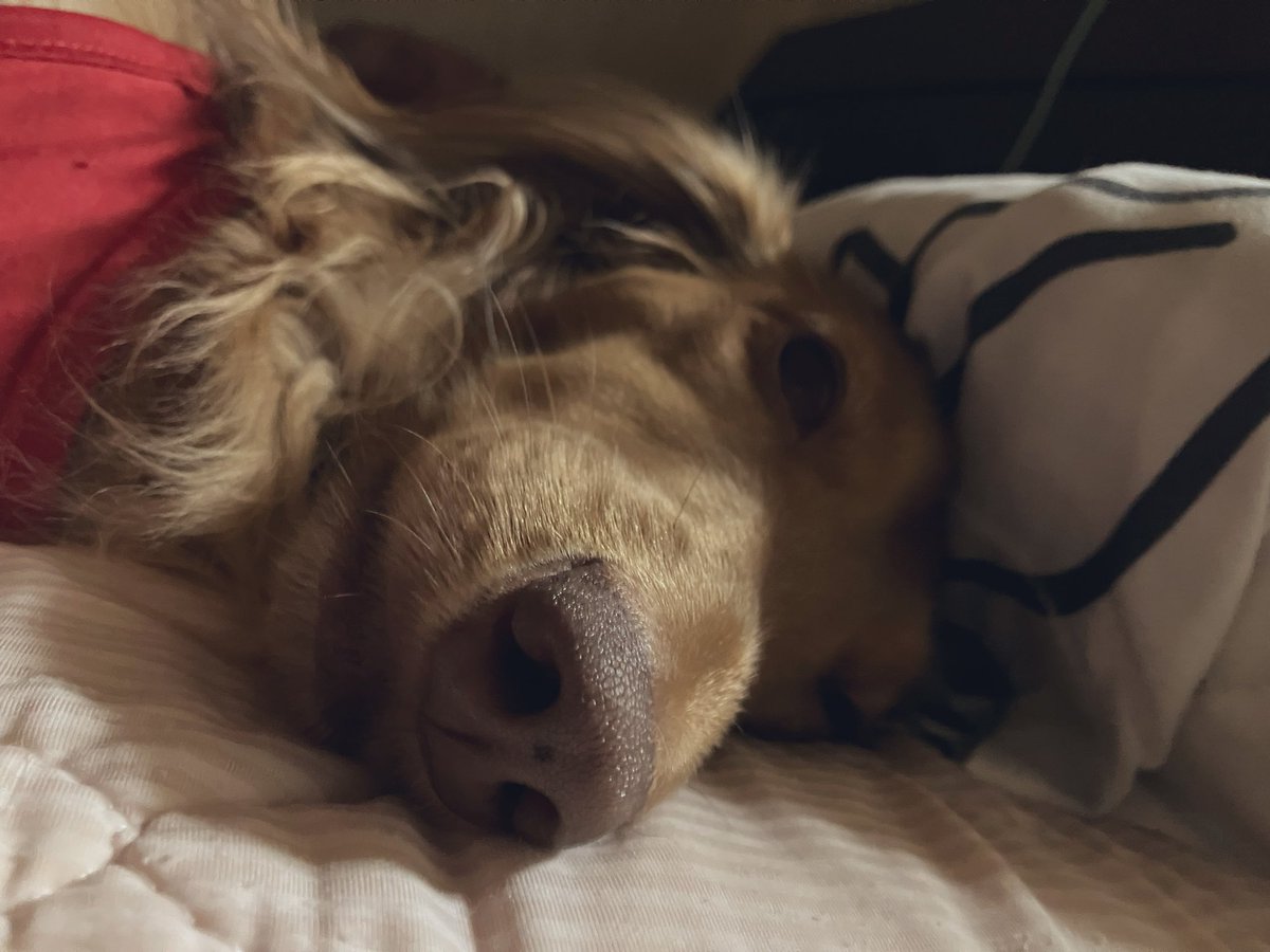 おはようございます☀️~︎︎☁👩‍🦳❗️最高気温 34.0℃予報 中途覚醒2回4時30分起床🚨今朝も歯磨きしながら居眠😪🥱1度で良いから熟睡というのを経験したいわ🤤熱中症対策をお願いします💧💦今日も笑顔だけで乗り切りまっす💪宜しくお願いします🙇‍♀️🐶🐱💕

感謝寝起きの宝物達💎✨
ゆずばぁちゃん長生きね🙏