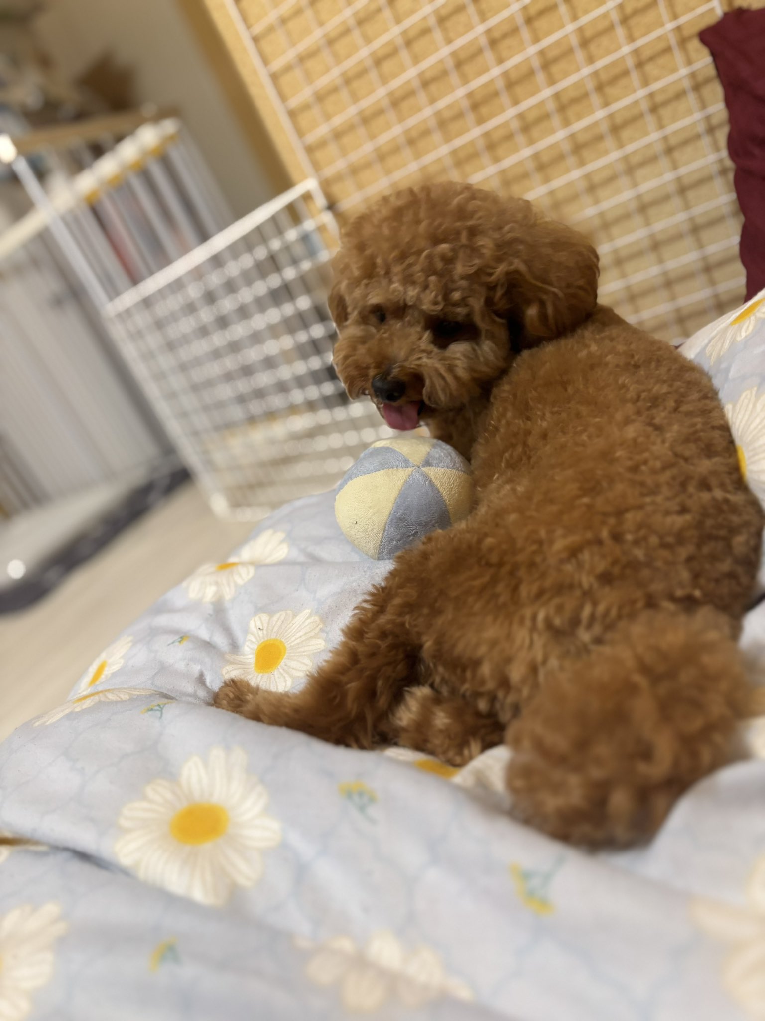 はち❣️蛇龍の眠るジオードトップ❣️青と赤❣️ Amazon | August-chi 吉兆をもたらす神獣のシンボル 九尾の狐
