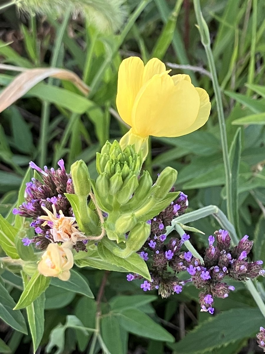 おはケロ〜☀️時々☁️🥵💦🐸ｹﾛ♬
8月20日(水)最高気温は、、、37℃🥵💦🐸ｹﾛ🎶
稲刈りが始まって、夜に鳴く虫🦗が秋になってきてるのに、気温は夏🍉のまま🐸ｹﾞｺ🎶
水分塩分補給しっかり

今日も１日笑顔😊は満点、どきどきわくわくは年中無休🍀🪷🌸✨🐸ｹﾛｯ🎶
#マツヨイグサ
#アレチハナガサ
