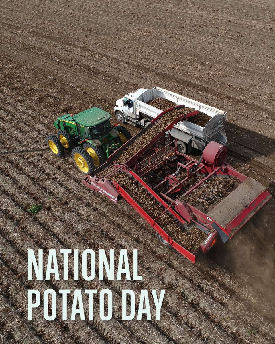AgCountry's tweet photo. Did you know? Nearly 190,000 acres across Minnesota, North Dakota and Wisconsin are dedicated to growing potatoes. 🥔

This National Potato Day, join us in celebrating the hardworking producers who grow the key ingredient behind some of our favorite comfort foods – from crispy fries to creamy mashed potatoes.