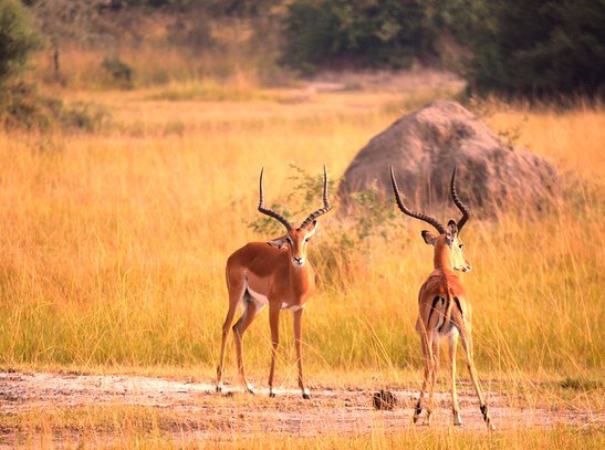 AllenKebir11833's tweet photo. Impalas are a highlights of Lake Mburo National park in Uganda .Their impressive leaping ability striking coats make them a thrilling sight .
 
@Caninesafarisug
#Lakemburonationalpark
#visitUganda #exploreUganda https://t.co/uGjZ1I86b0