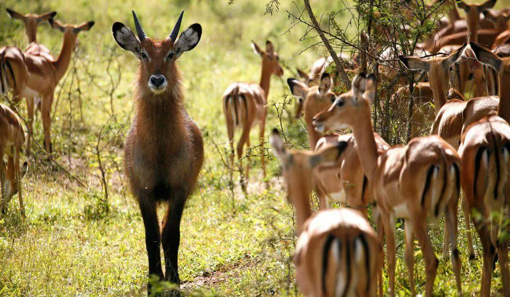 AllenKebir11833's tweet photo. Impalas are a highlights of Lake Mburo National park in Uganda .Their impressive leaping ability striking coats make them a thrilling sight .
 
@Caninesafarisug
#Lakemburonationalpark
#visitUganda #exploreUganda https://t.co/uGjZ1I86b0