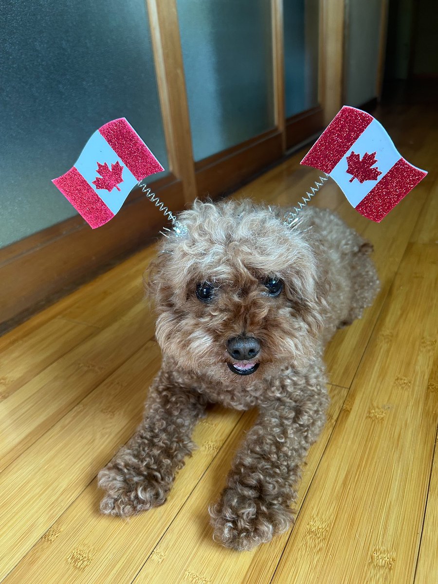 なんだかんだありましたが、きなこママ🐶
しっかり日本に🇯🇵帰りました✊𓀀

帰って早速いじられてて可愛い🤣🫶
おかあさんが、きなこに忘れられてたらどうしようって言ってたけどしっかり覚えててくれたみたいです🤩✨

カナダにいる間におかあさんを呼んで、観光するっていう夢が叶いました▷◁♡