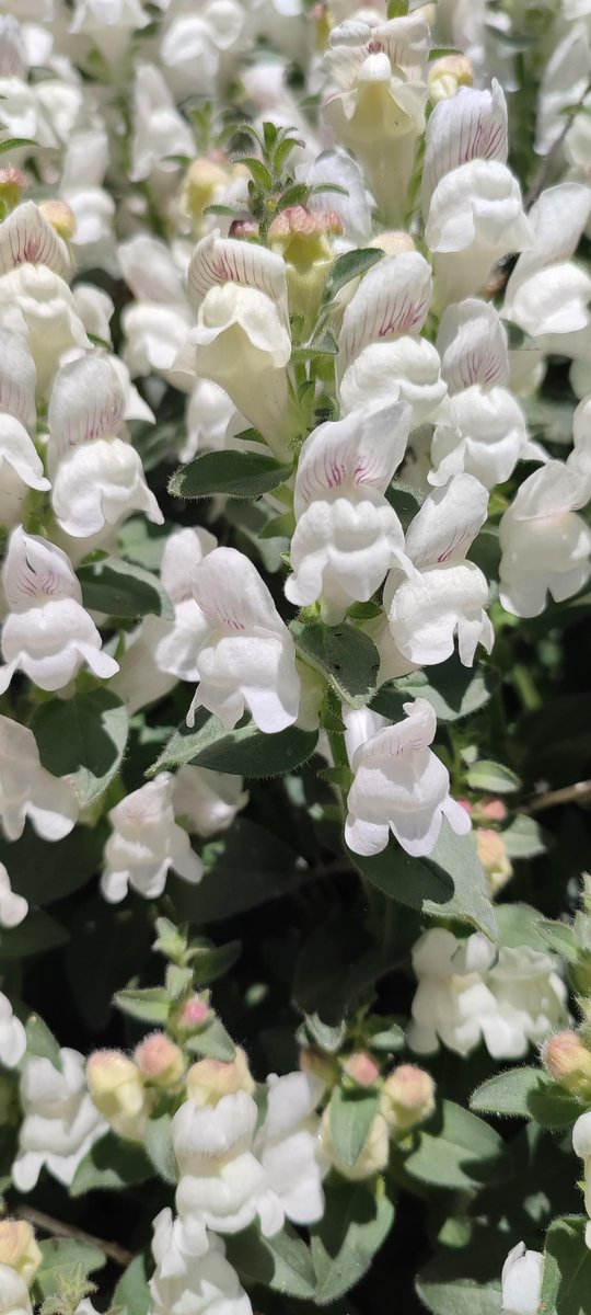 Nuria Blázquez tweet media