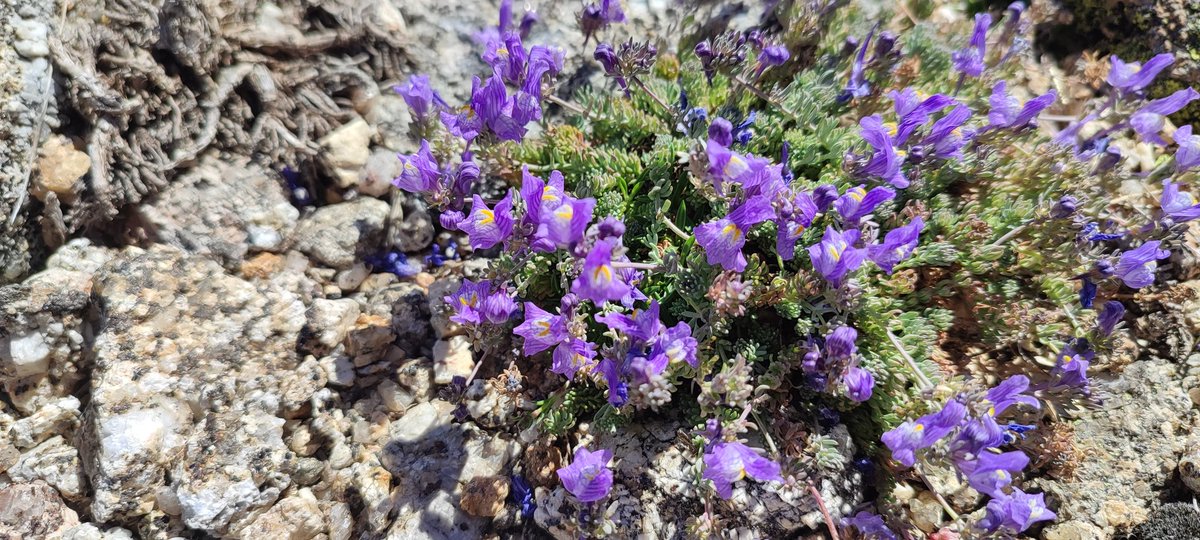 Nuria Blázquez tweet media