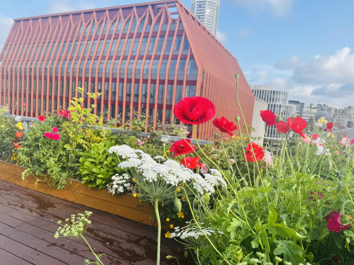 drzaf_pic's tweet photo. Wonderful to review the latest addition @ParadiseBham and hear of the sustainability strategies used in its development. Also an opportunity to see what my garden looks like from 3 Chamberlain πand memory of the area 15 years ago! #Birmingham #workspaceEvolved https://t.co/NzSM4eJNst