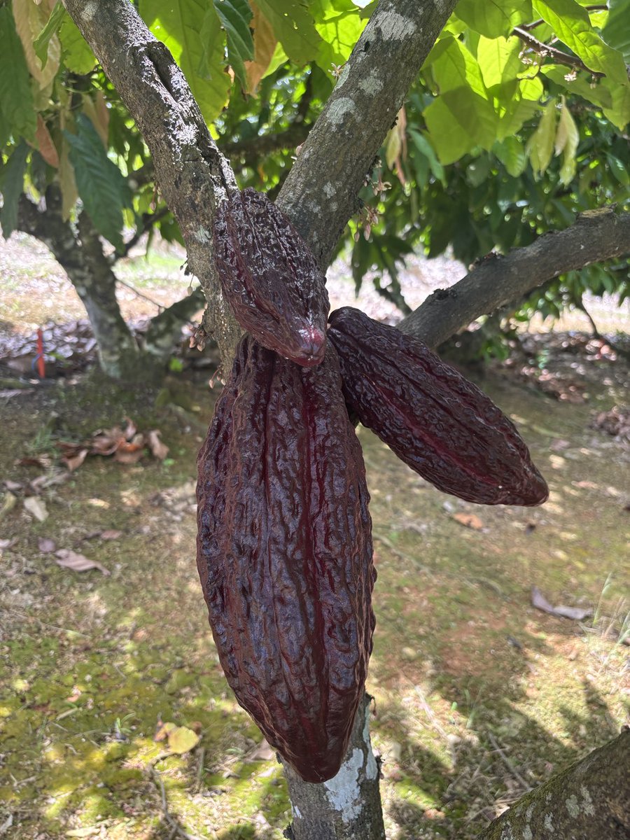 wrobles9's tweet photo. Getting ready for cacao trials ⁦@IR4_Project⁩ https://t.co/ENRUohJ6v2