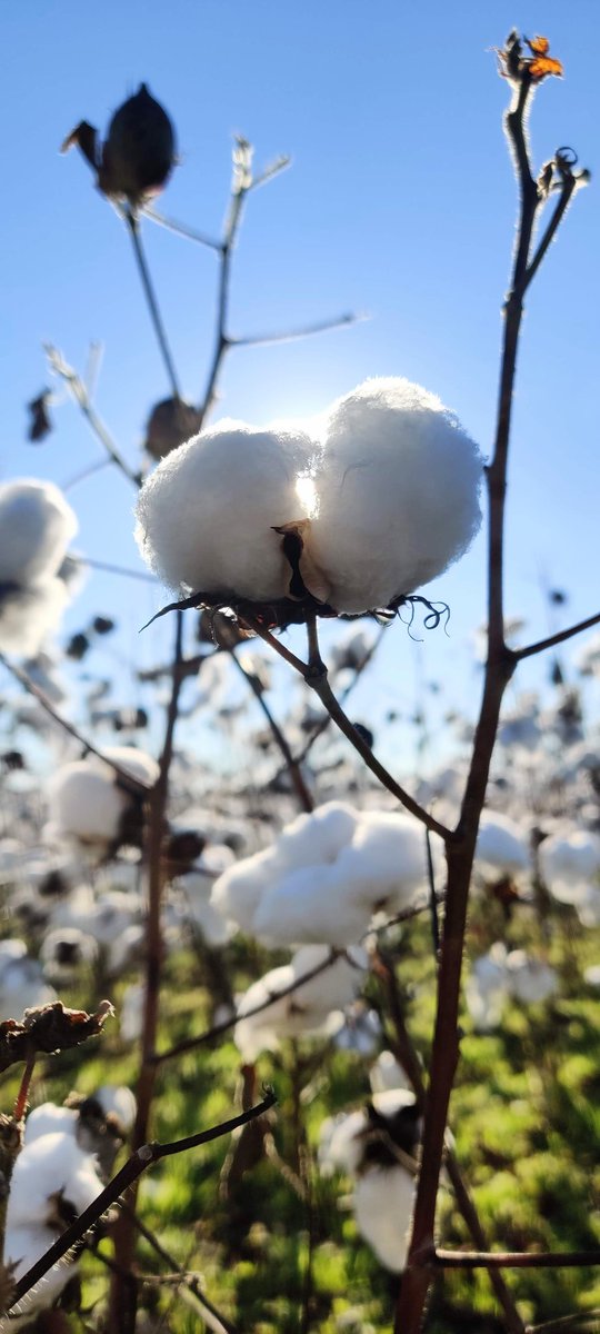 Finally Dr. Shikha Dubey! I want to thank my advisor Dr. Bhupinder S. Farmaha <a href="/ClemsonSoilFert/">Bhupinder Farmaha, Clemson Soil Fertility</a> and committee members Dr. Alan Franzluebbers, Dr. Michael Jones, and Dr. William Bridges for this journey. Sharing a few cotton pictures for remembering this 4.5 years.