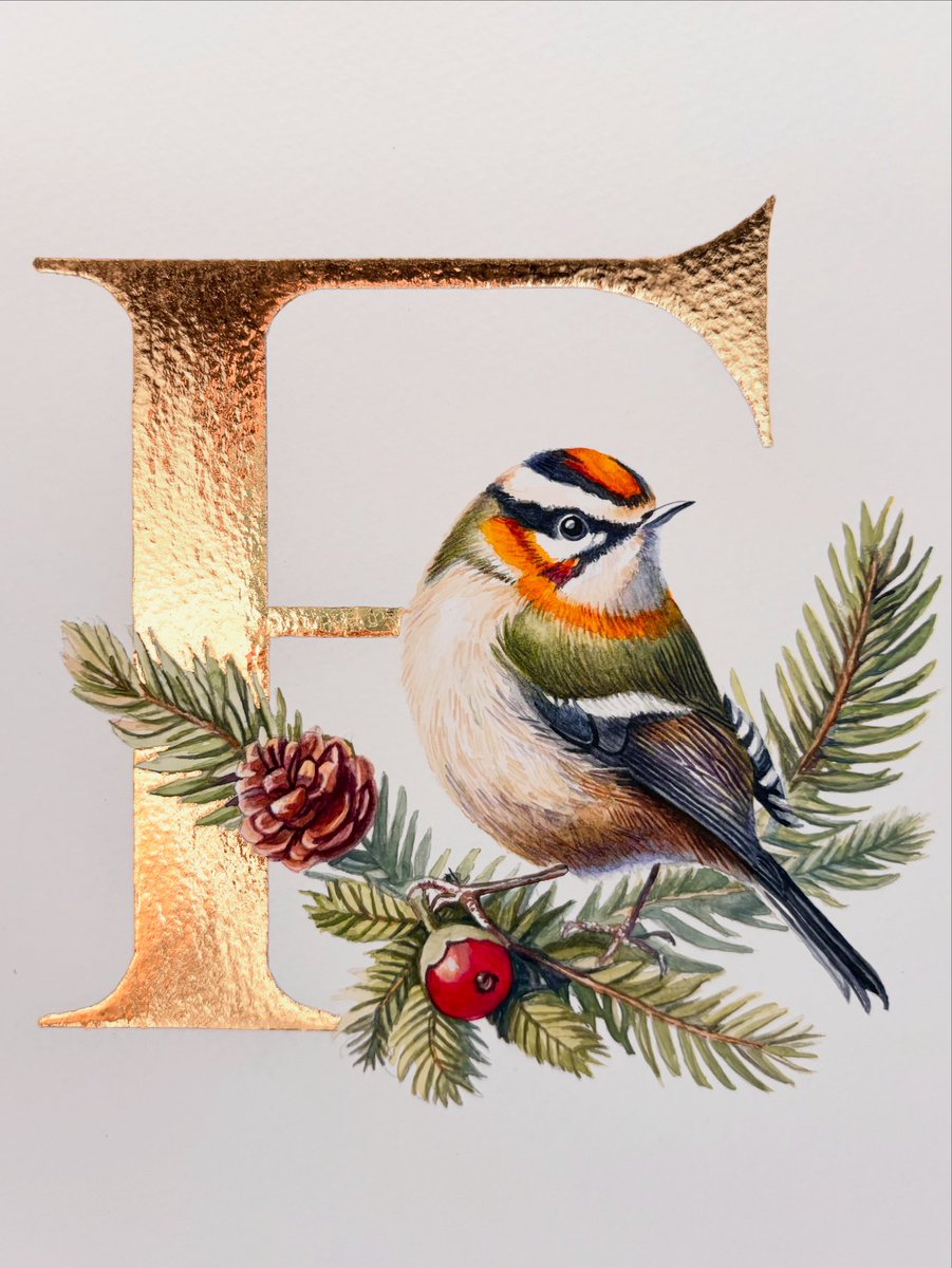 ‘F’ is for Firecrest
Watercolour, gouache and 24k gold.
28 x 21 cans
By Sheila Wallis