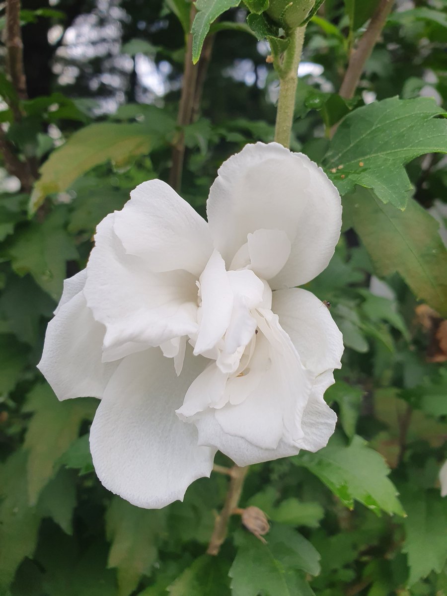 Flowers are Happiness 😊 
Have a nice day 

꽃은 행복입니다 ❤️ 
즐거운 하루 보내세요