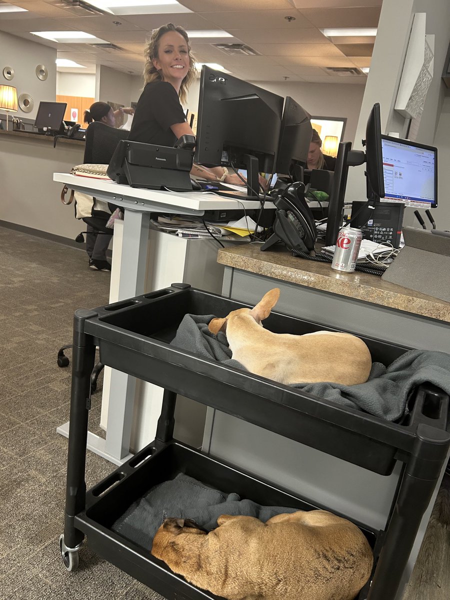Dogs working hard.