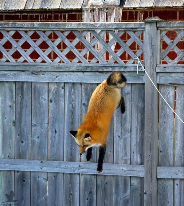 Fox climb! 
Don't think you can stop me entering your home and eating your eggs! I will find my way in, one way or another.

Stay Foxy, my friends. Cute posts are set for today, enjoy!