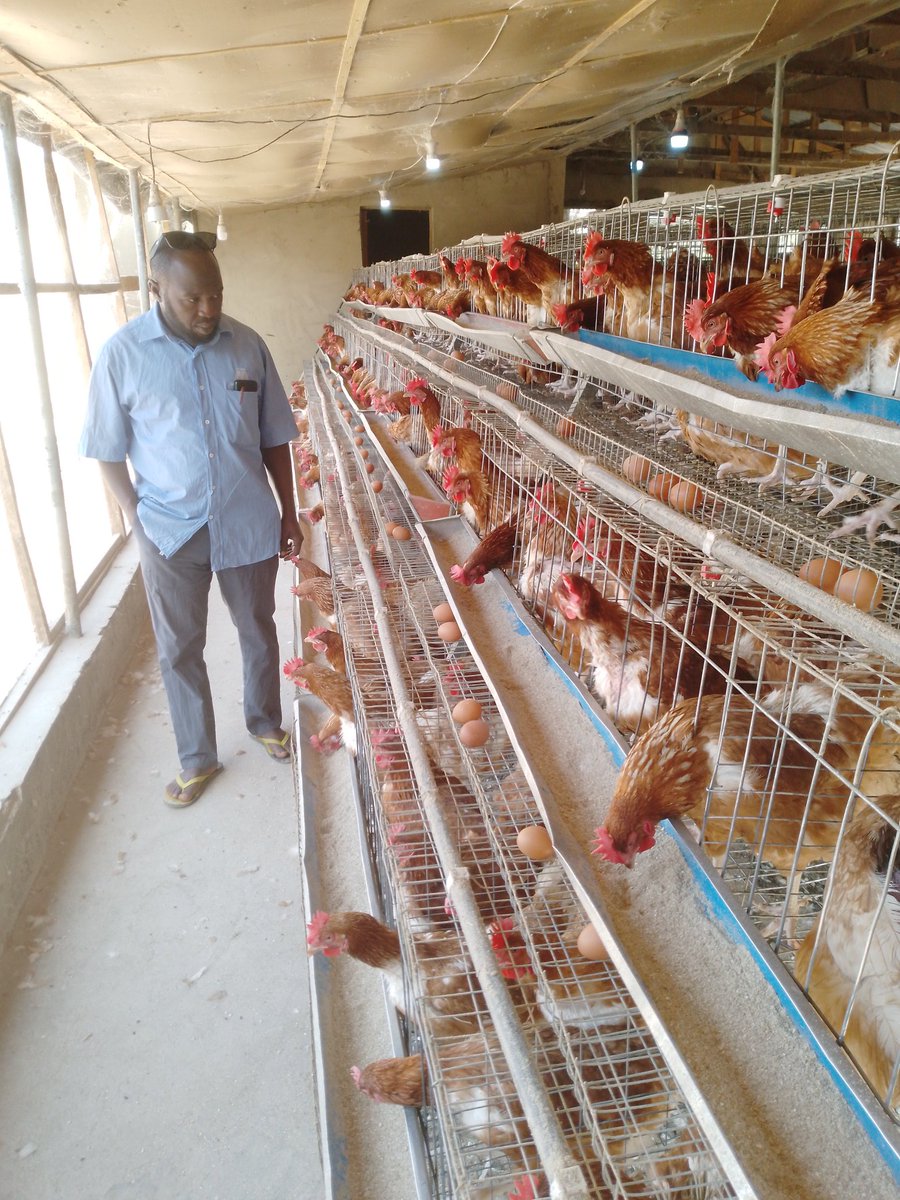 For those  that don't know layer birds are more profitable in poultry industry in Nigeria,
You will get profit if you invest in Egg 🥚 production.
Who ever has interest can reach out to us or make and enquiry via <a href="/salihuu11/">ASSALIS</a>