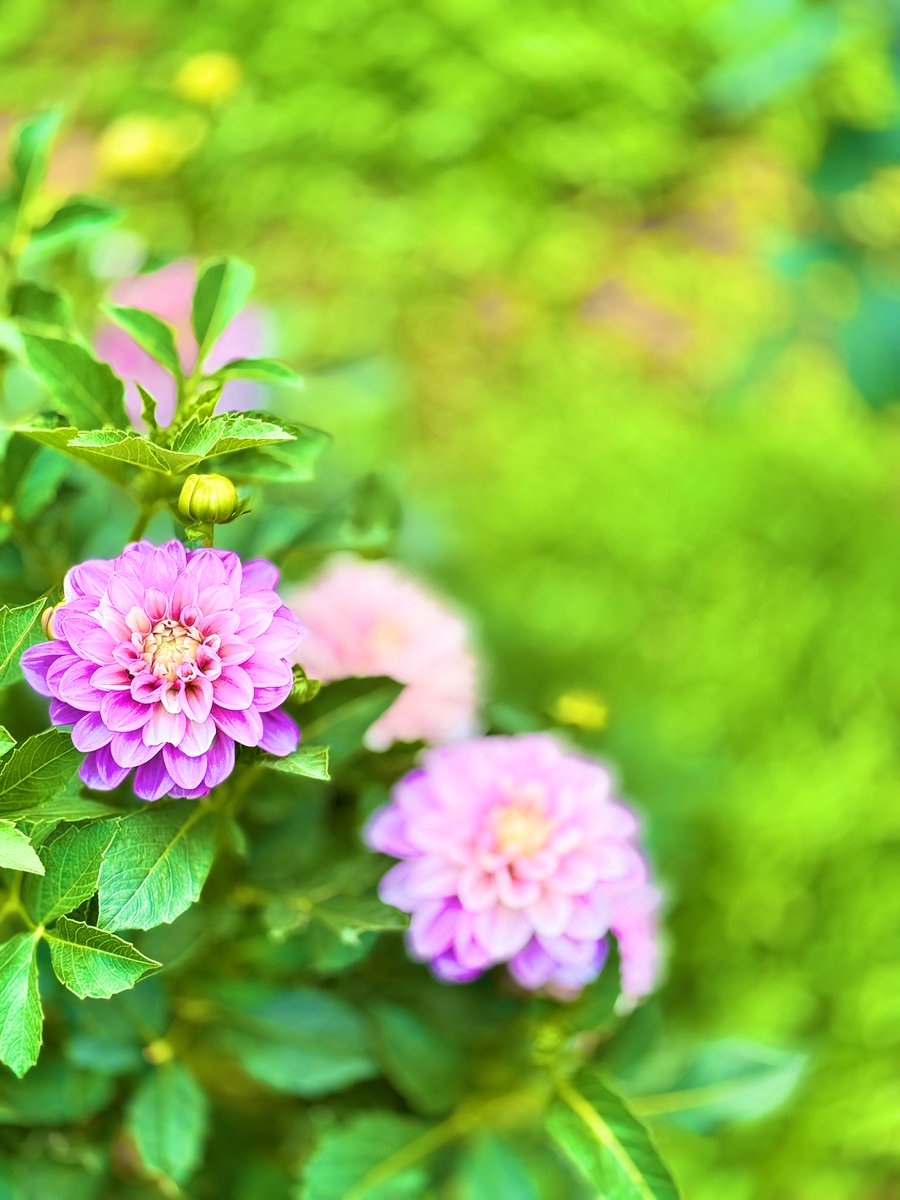 🌹🌹おはようございます🌹🌹
#ダリア