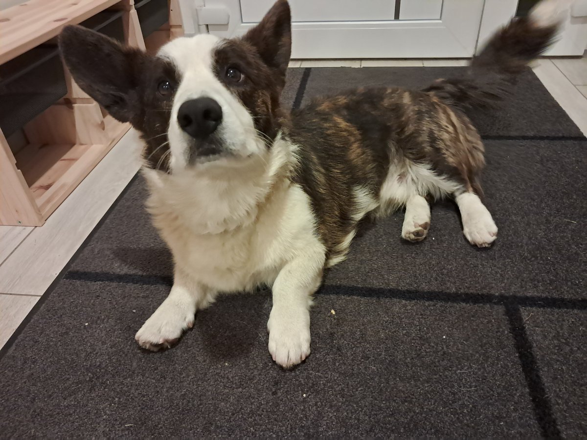 Moje terapeuticke ustekane trdlo. On je tak citlivy! Jindy gumidek, ted citi, ze je mi zle, tak si rovnou leha na zada at muzu v klidu drbat. Miluju ho, chlupatce prastenyho ❤️❤️