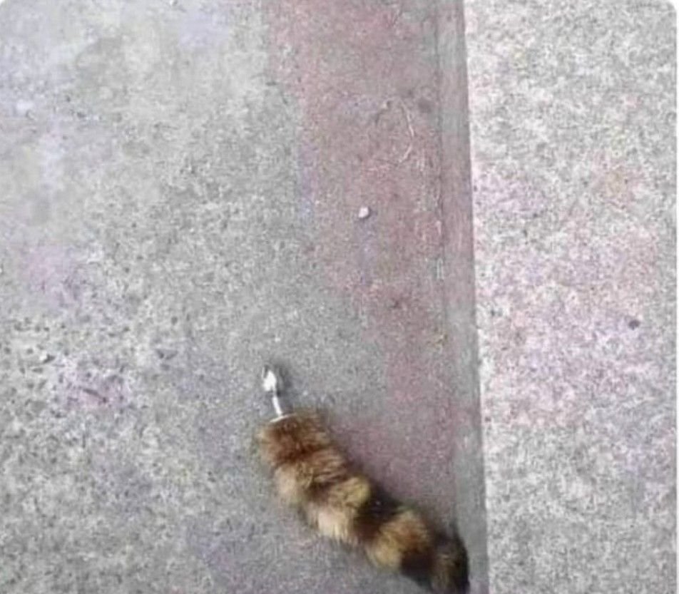 MexicoMagico's tweet image. Pobre mapache, se le cayó la prótesis 😭😭😭