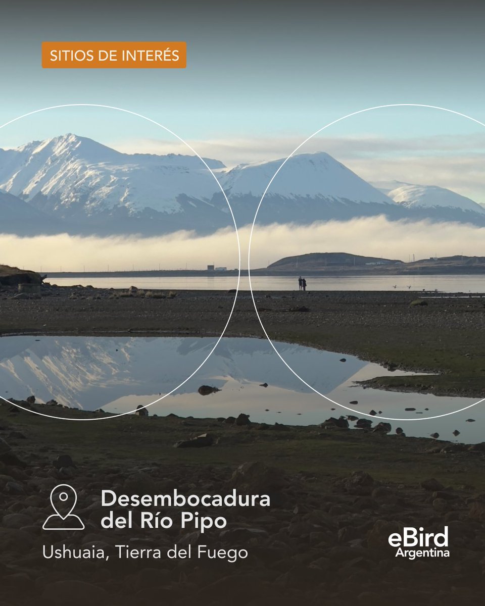 eBird Argentina tweet media