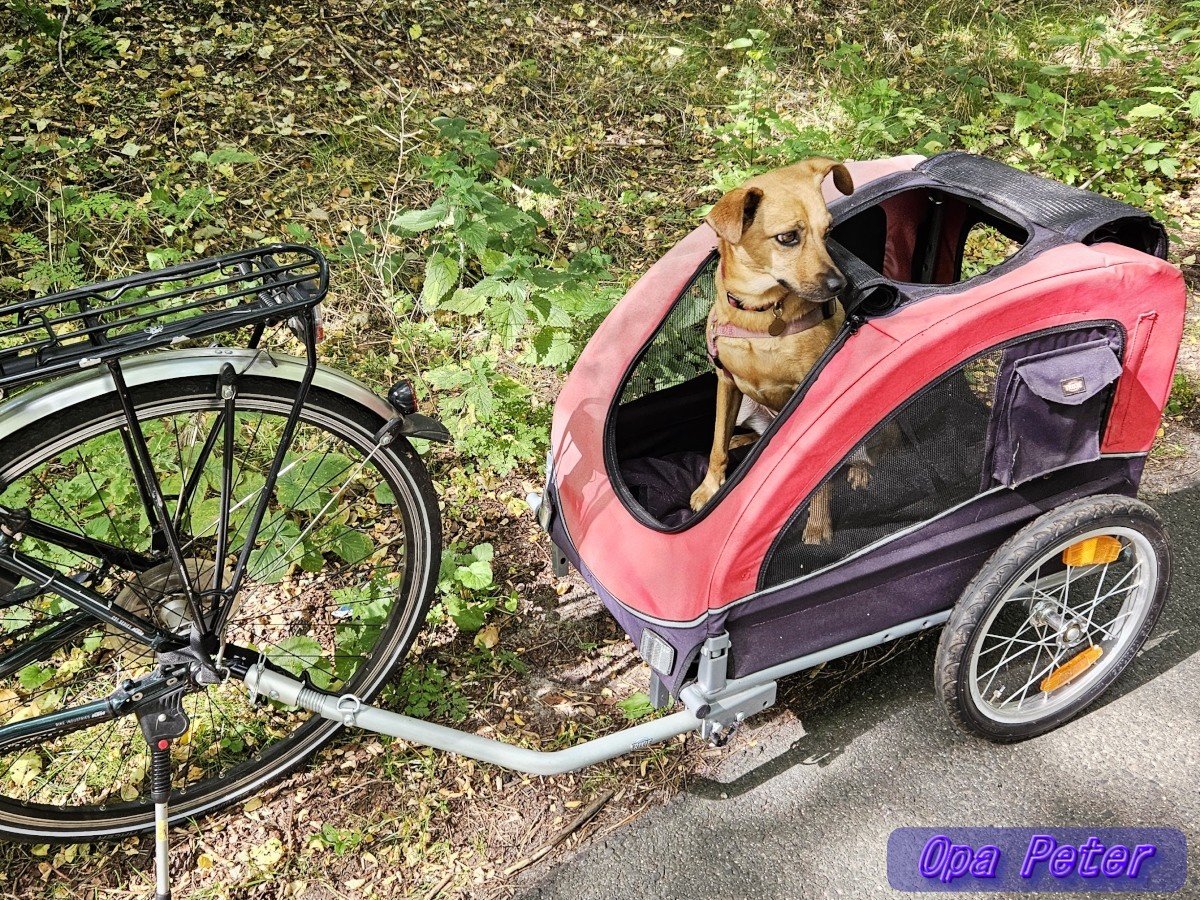 Moin allerseits!
Wünsche, wohl geruht zu haben!
Habt einen schönen Tag ☀️🍀💖

Auf geht's, Früh-Runde mit🐕‍🦺Aimy.
#Briesen(Mark) #Oderland

➡️Behutsamkeit und Beharrlichkeit
Es hat vier Jahre gedauert. Nun konnten wir die ersten, noch kleinen Runden mit Aimy im Anhänger machen.