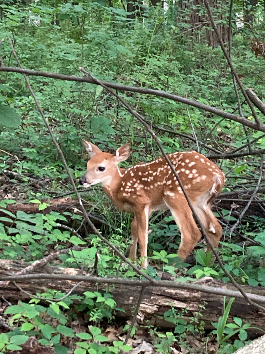 LES COMPARTO ESTA BELLA #Fotografía CUANDO SALÍ A CORRER POR LA MAÑANA. #Ohio #Chicago #EstadosUnidos #venado #bambi #Animales #Martes #paisajes #atlixco #Puebla #Mexico #bosques #NuevaYork #Miami #BuenasTardes #Canada #arte #Tendencia #BuenasNoches #BuenosDías #Agosto