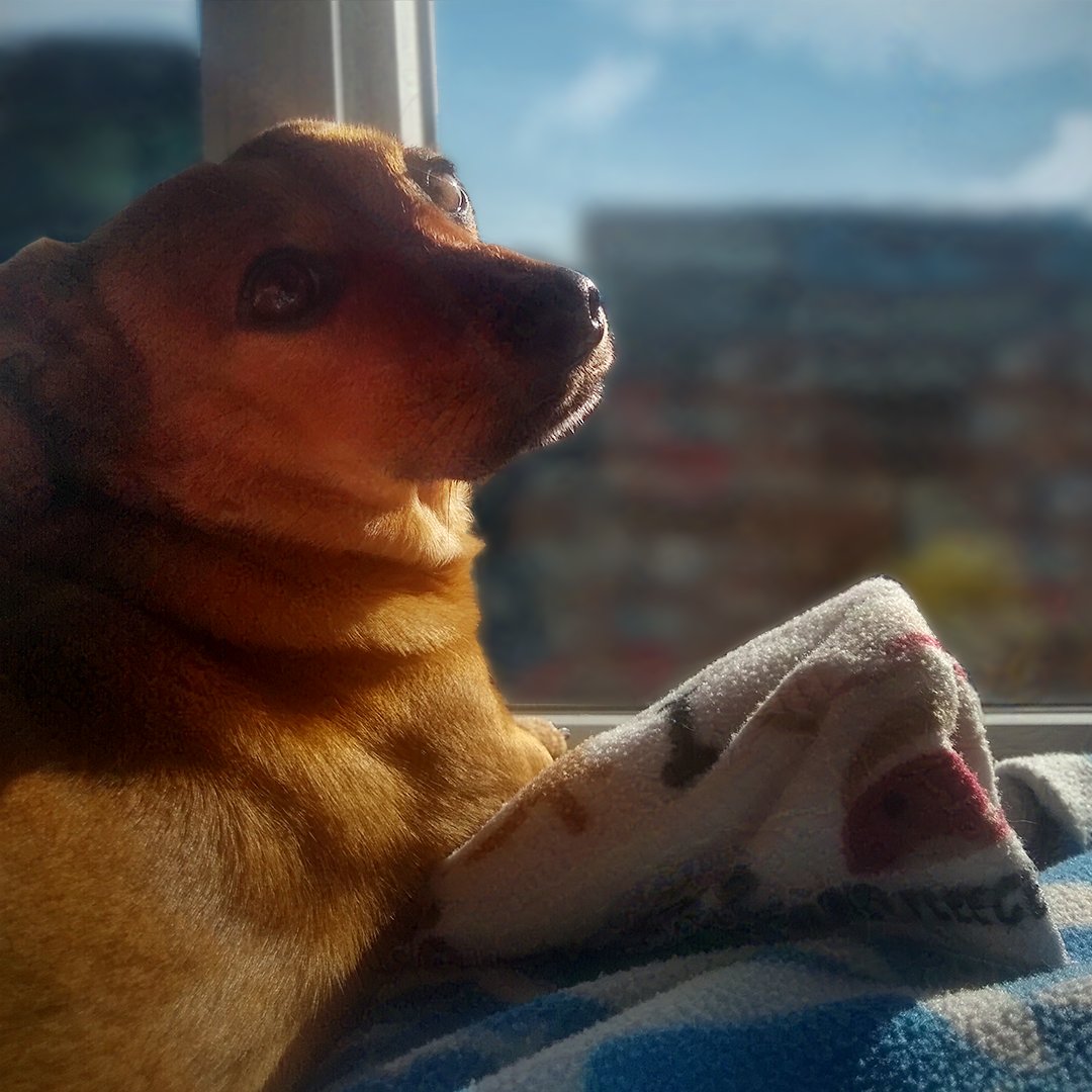 SabbaticalGames's tweet photo. The muse for our logo: our rescue dog Boba! His excitement to look into every window he sees reflects our feelings about each game we make. As the work life balance officer of our studio he makes sure we get daily walks and playtime. https://t.co/Ara4SScXgz