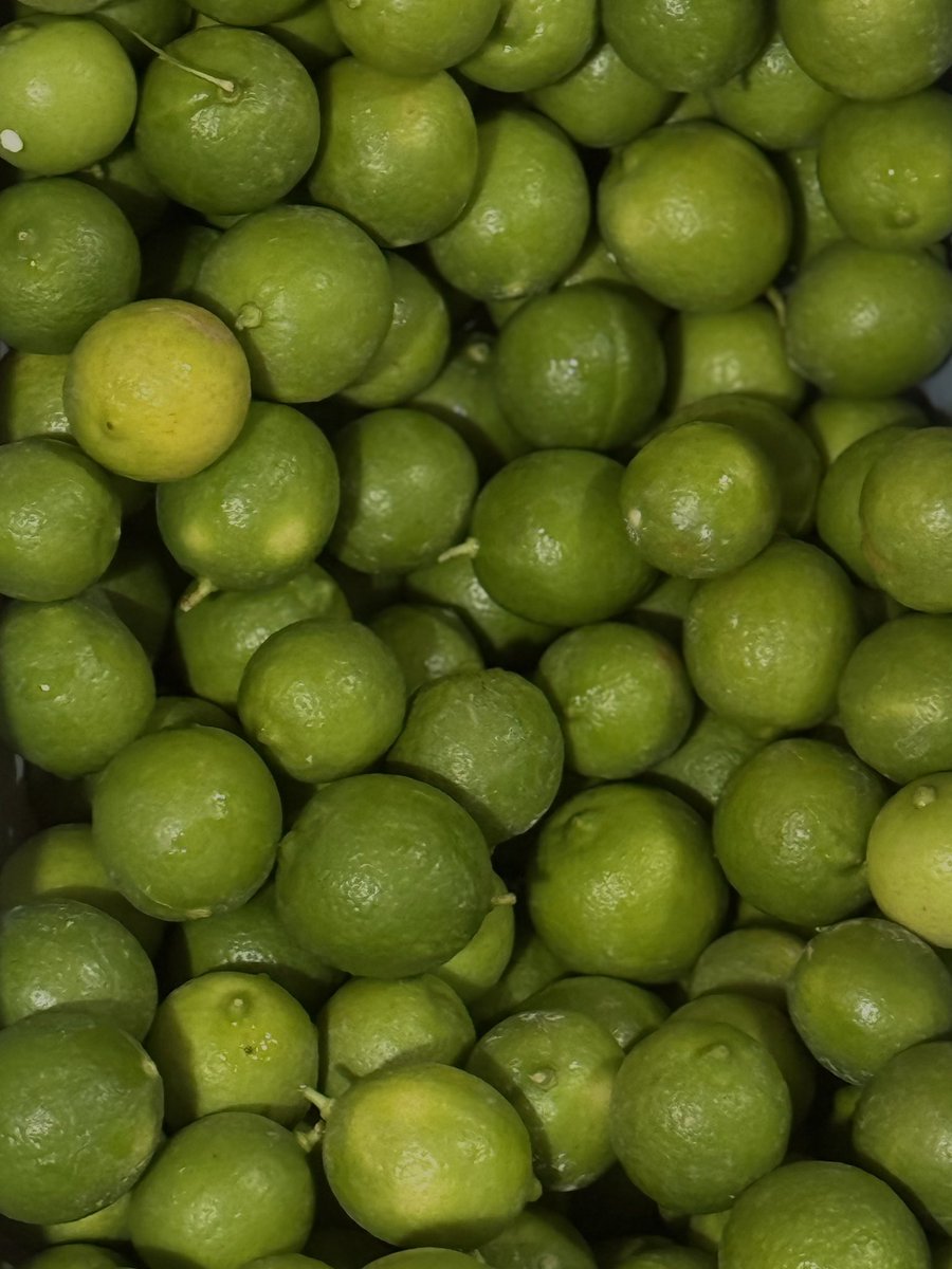 الليالي الحساوية المفضلة🥹🍋‍🟩
#اللومي_الحساوي