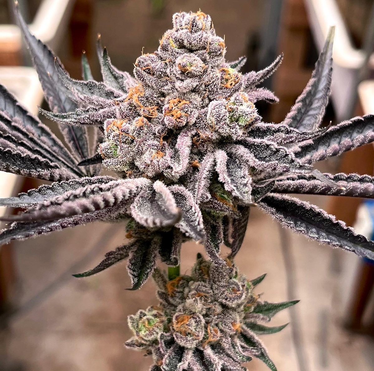 fullmoonfarms707 (@fullmoon7071) on Twitter photo Purple Hindu Kush getting the chop today ⚔️💟 Purple Hindu Kush getting the chop today ⚔️💟