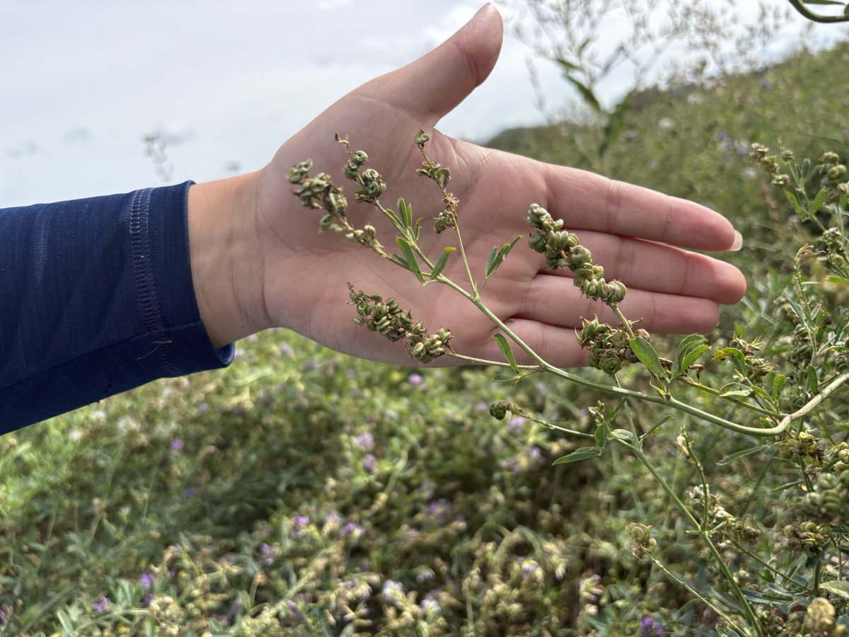 BY_mactkacik's tweet photo. Alfalfa in Alberta’s Peace region, setting seed and slowly starting to ripen! 

@BrettYoungSeeds https://t.co/F2jk6AlyuT