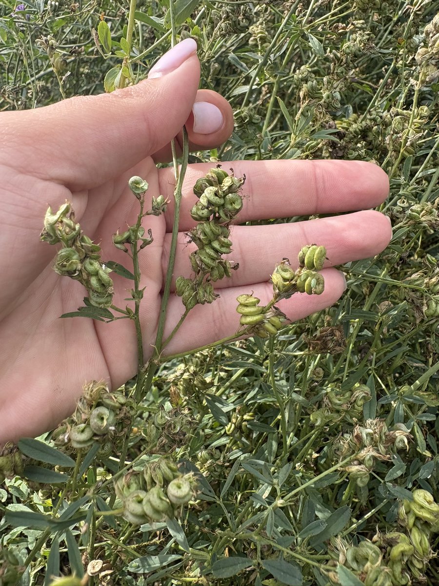 BY_mactkacik's tweet photo. Alfalfa in Alberta’s Peace region, setting seed and slowly starting to ripen! 

@BrettYoungSeeds https://t.co/F2jk6AlyuT