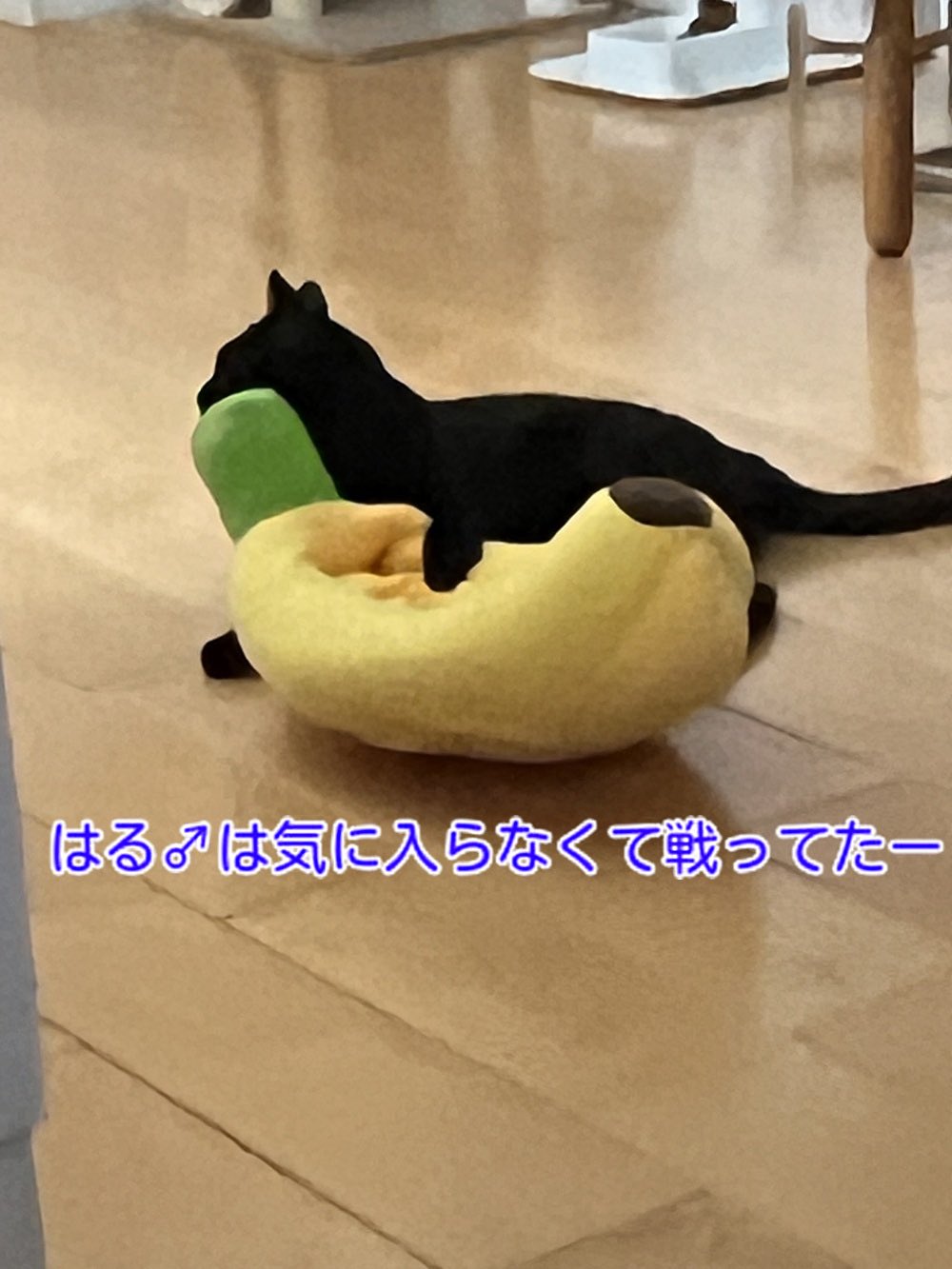 にゃん太郎 (@nyannyan__taro) / X