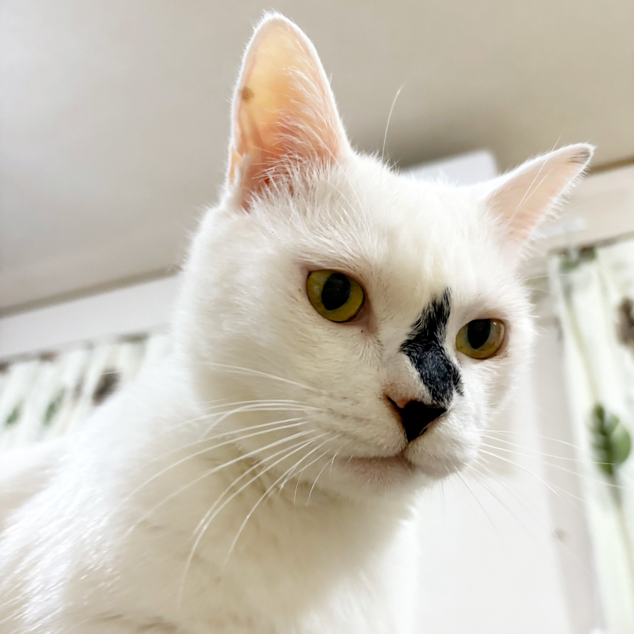 保護猫ベニとハク on X: 