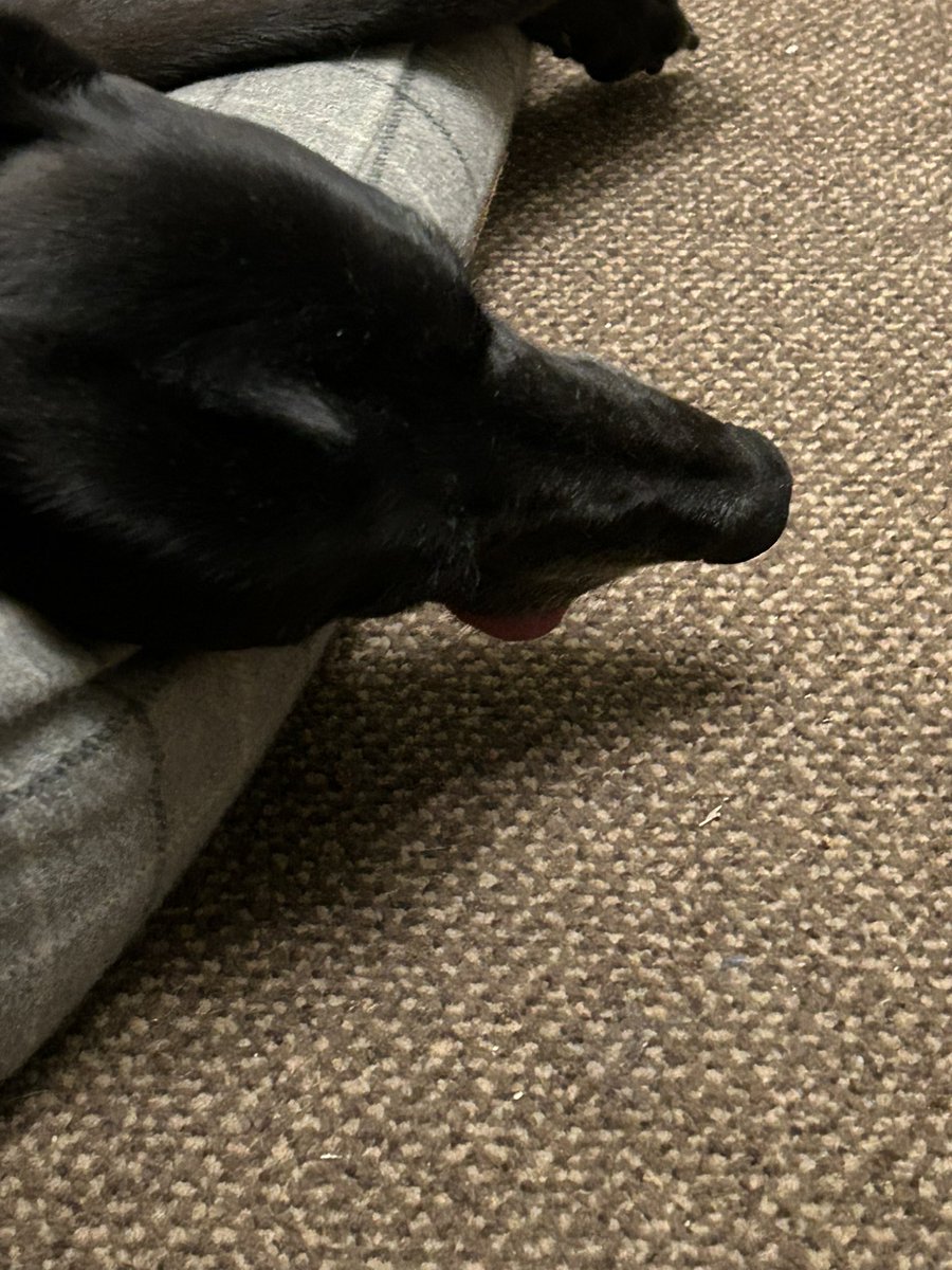 It’s #tongueouttuesdays again &amp; this one appears to have just fallen out due to gravity