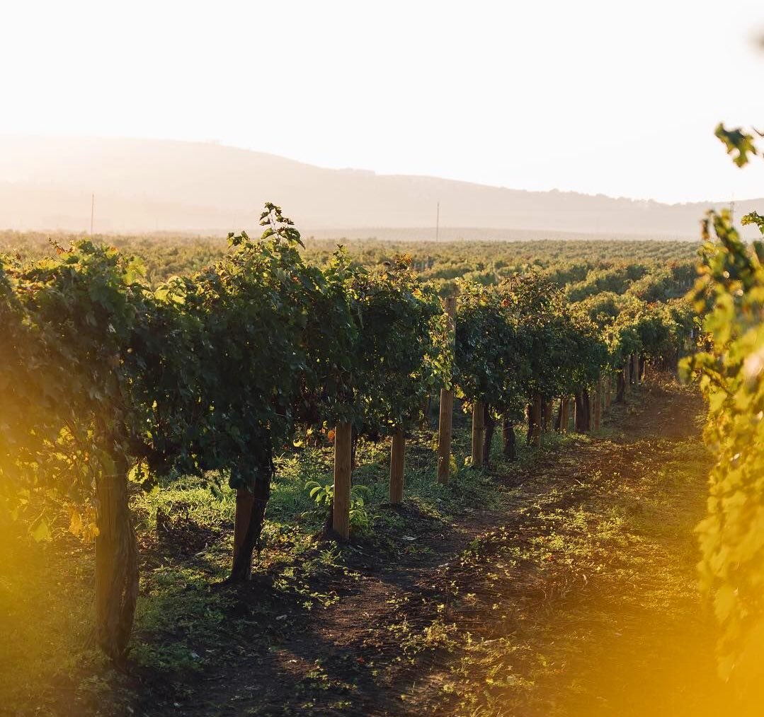 MiarSam's tweet image. In vineyards, pruning isn’t optional—it’s survival. Kinda true about people too.