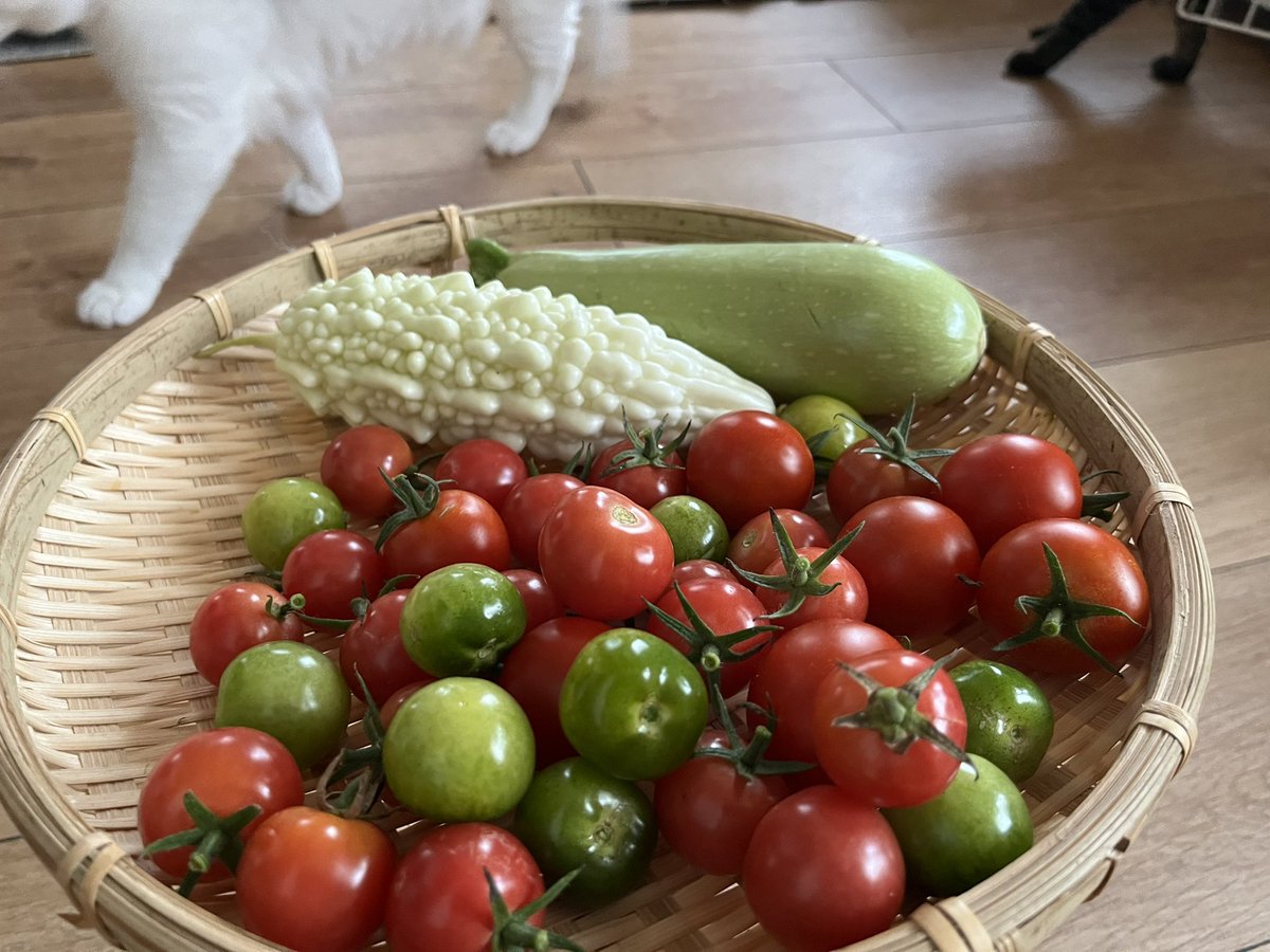 sapvegetable's tweet photo. 今朝のおやさい https://t.co/arKClhD4RO
