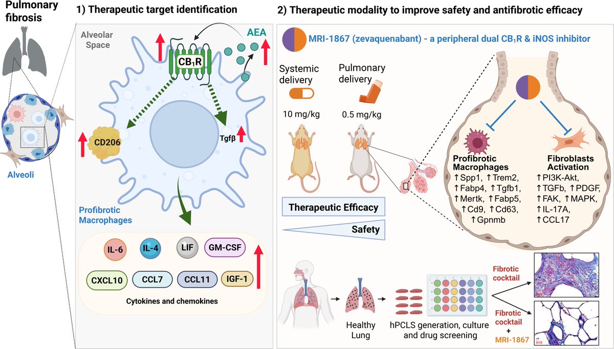 JCI insight (@jci_insight) on Twitter photo Targeting cannabinoid receptor 1 for antagonism in pro-fibrotic alveolar macrophages mitigates pulmonary fibrosis by <a href="/resatcinar/">RESAT CINAR</a> <a href="/AbhishekBasu86/">Abhishek Basu</a> et al.
insight.jci.org/articles/view/… Targeting cannabinoid receptor 1 for antagonism in pro-fibrotic alveolar macrophages mitigates pulmonary fibrosis by <a href="/resatcinar/">RESAT CINAR</a> <a href="/AbhishekBasu86/">Abhishek Basu</a> et al.
insight.jci.org/articles/view/…