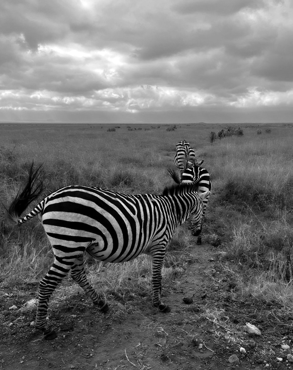BitfactoryG's tweet photo. Clara Gillihan
Stripes on the Move
Photographic Print on Paper
9.5 X 7.5 inches
2023
Framed
Currently on display in the gallery
Email info@bitfactory.net all inquiries
#BitfactoryGallery #FormOfMovement #JuriedExhibition #ClaraGillihan #Photography #ContemporaryArt #FineArt https://t.co/4v3DO2WxDO