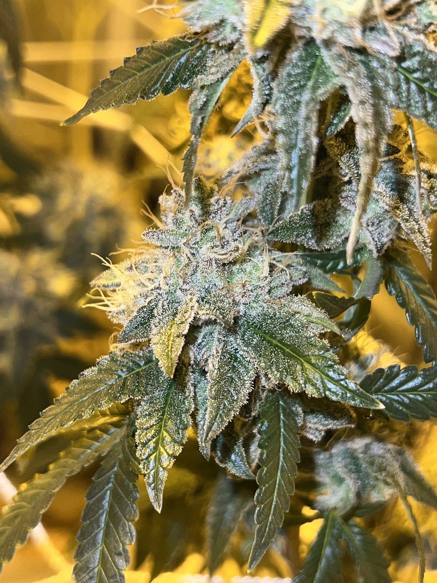 The Enlightened Voice (@enlightenedvoic) on Twitter photo Gt3-RS (Romscotti from fem seed) lower bud. 
Week 7*
HPS/Living Soil 
#theenlightenedvoice #mmemberville #weedtwitter #cannabisculture #homegrown Gt3-RS (Romscotti from fem seed) lower bud. 
Week 7*
HPS/Living Soil 
#theenlightenedvoice #mmemberville #weedtwitter #cannabisculture #homegrown