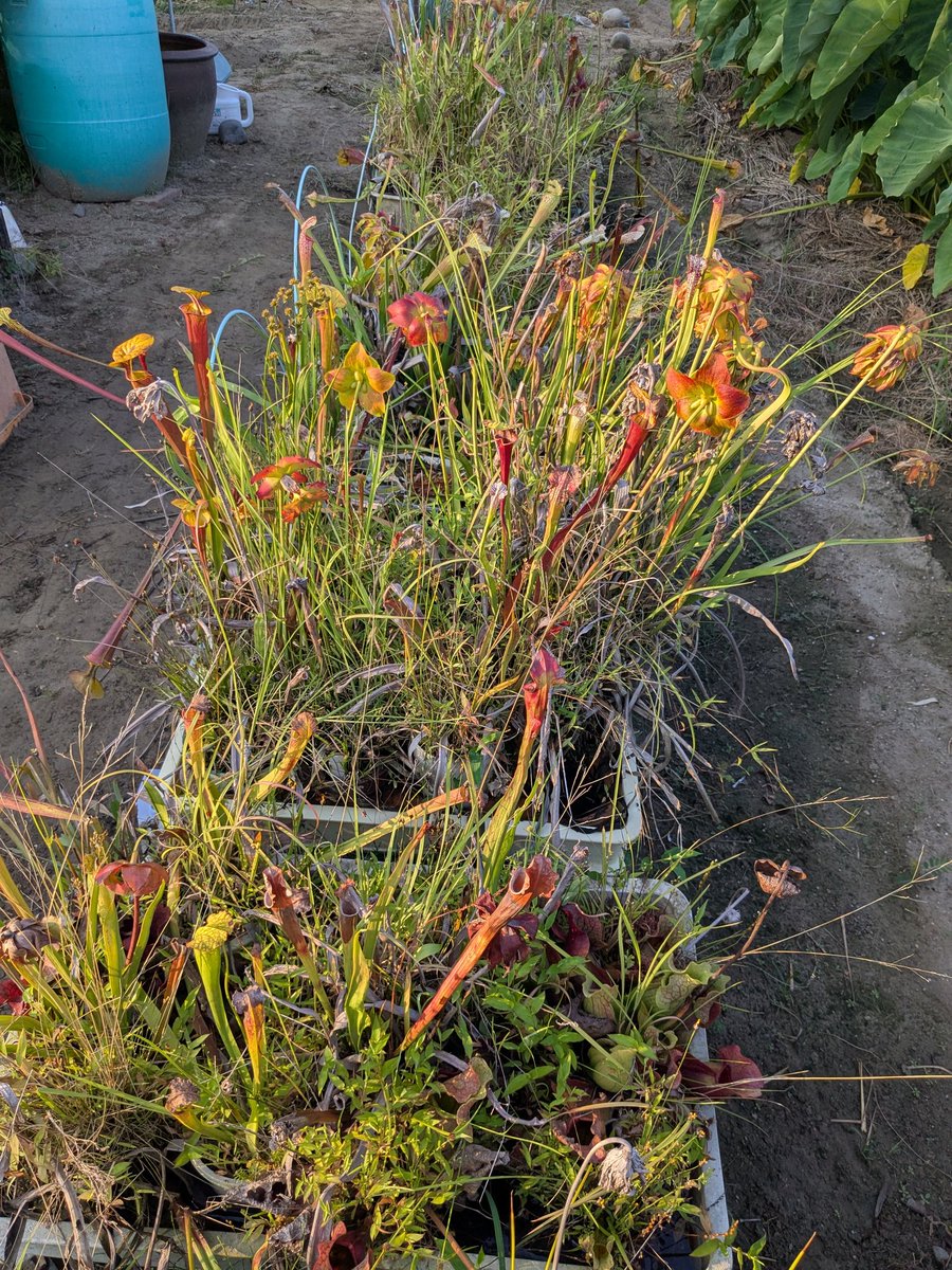 TOKAIITO174719's tweet photo. 植え替えた年は何とか見えますが、3年もすると何作っているか分かりません。冬が大変そう。
4年に1回しか植え替えできないし。 https://t.co/YHsp56NvrQ