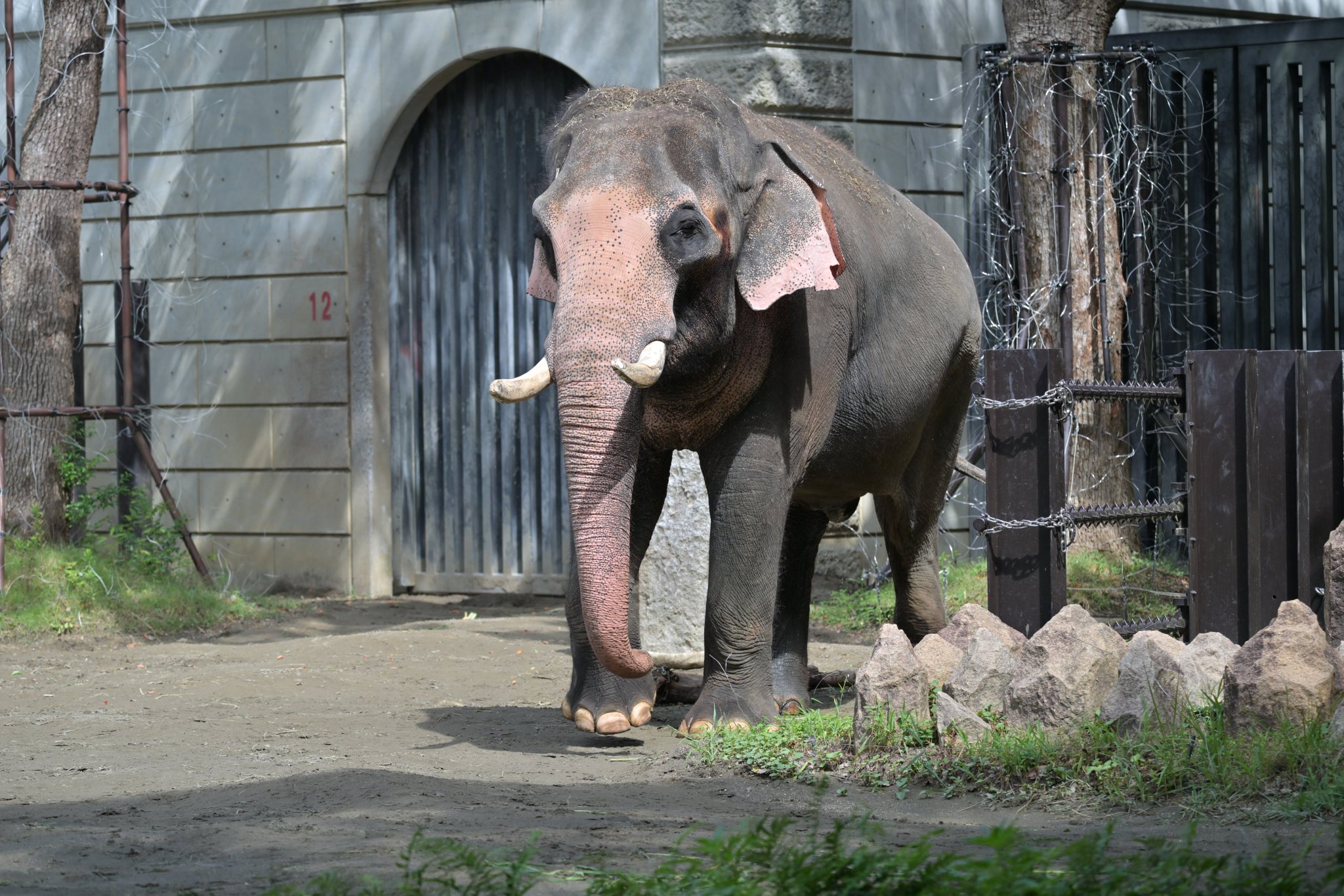ラウラ・フューメ / 絵画・ゾウ・象 / 目立った傷や汚れなし 絵画 ラウラ.フューメ ゾウ 象 オフセット印刷／アートポスター