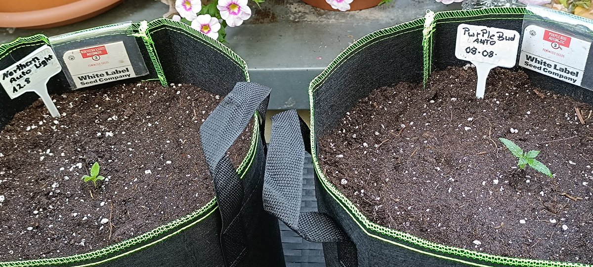 Und die Kleinen Ladys 😁 i n den Topf, viele sagen 20 l Töpfe sind für Autos Verschwendung,ich bin aber zufrieden damit und muß nicht so schnell düngen..✌️😎