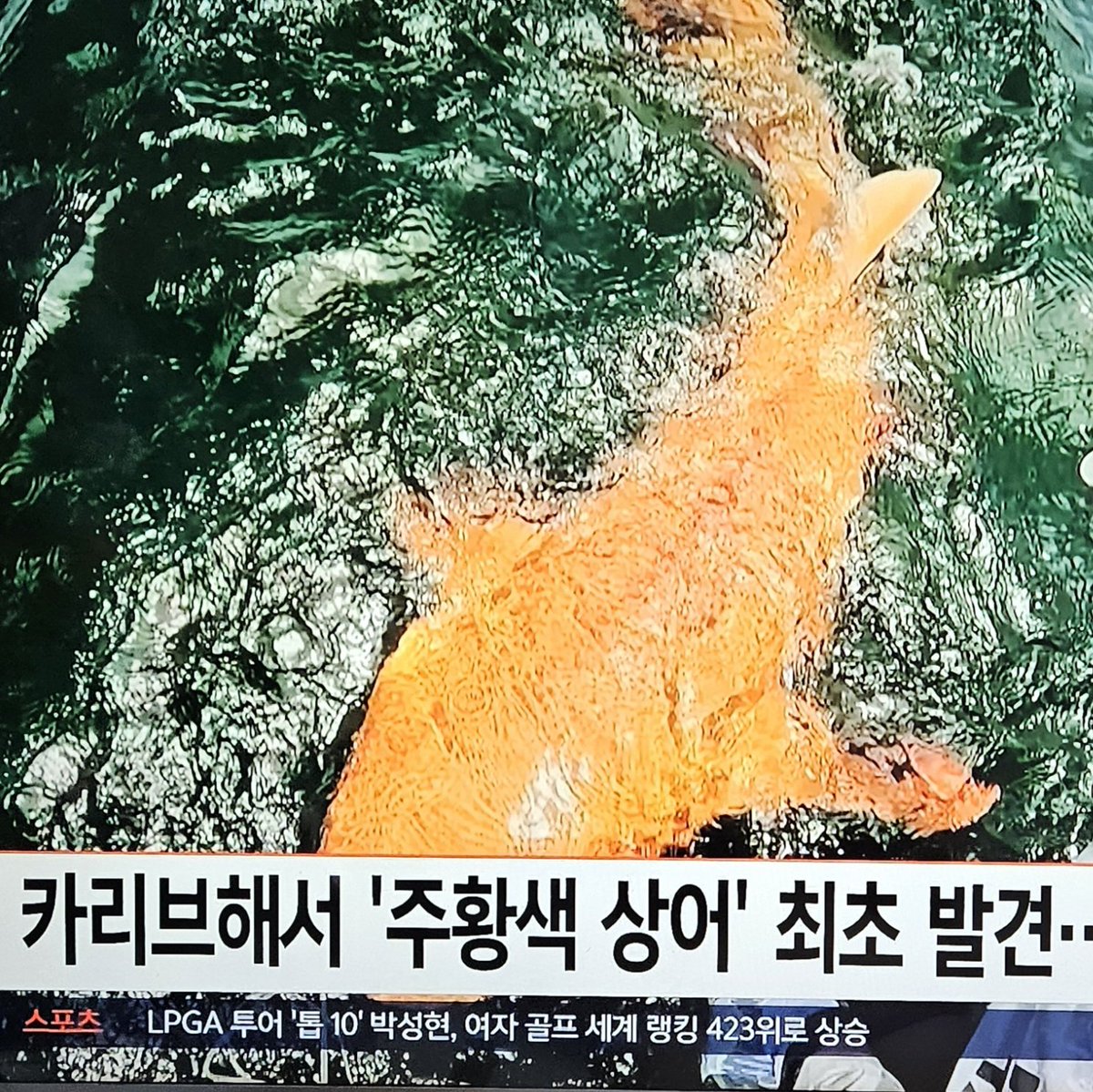 와... 출근 준비 하다가 봄 ㅋㅋㅋ 보자마자 이션맨 생각에 찍었엌ㅋㅋㅋㅋㅋㅋㅋ 주황쌕 상어가 실존한데!! 티오니?!?!?! ㅋㅎㅋㅎ
