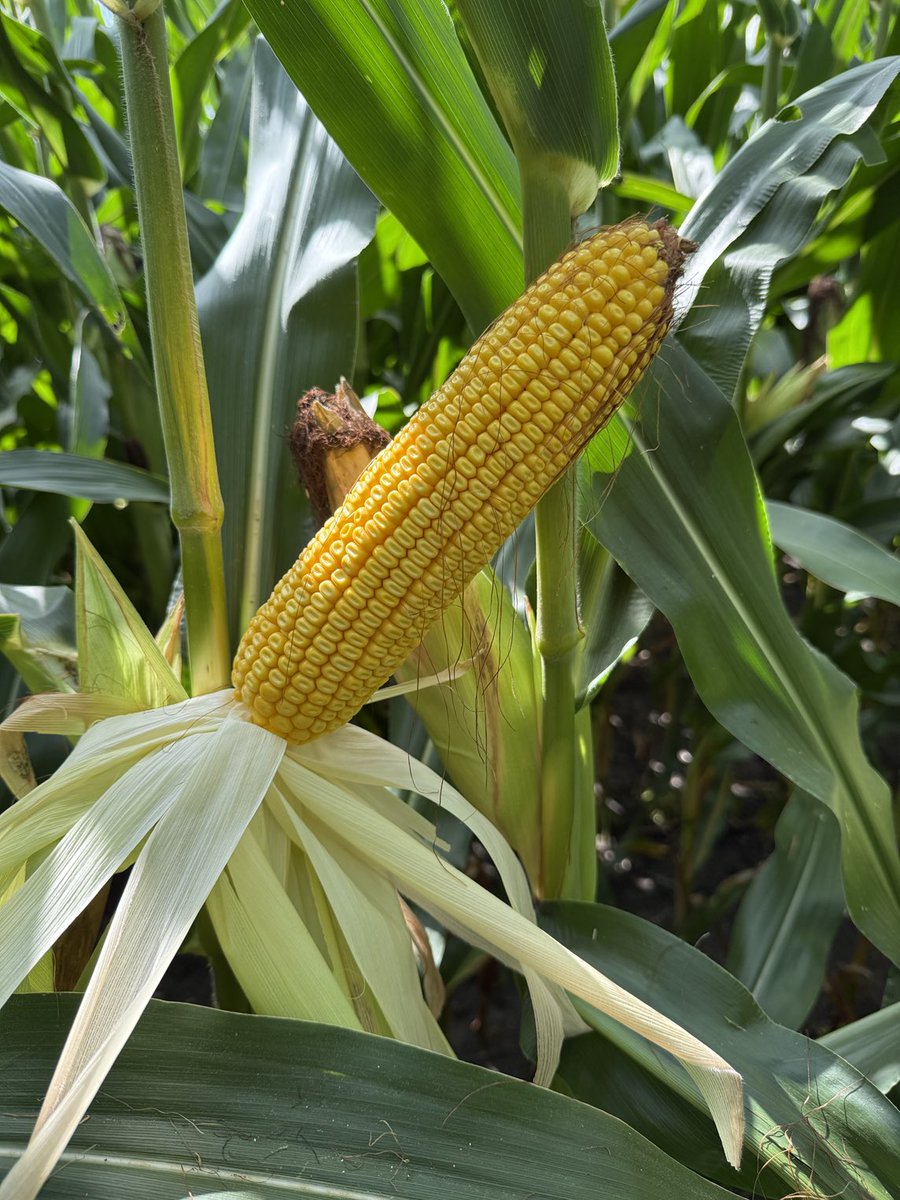 Tom Walsh tweet media