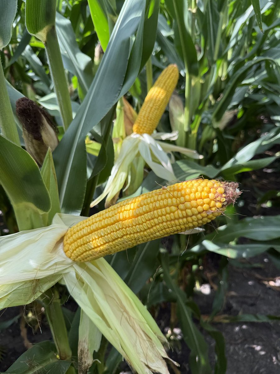 Tom Walsh tweet media