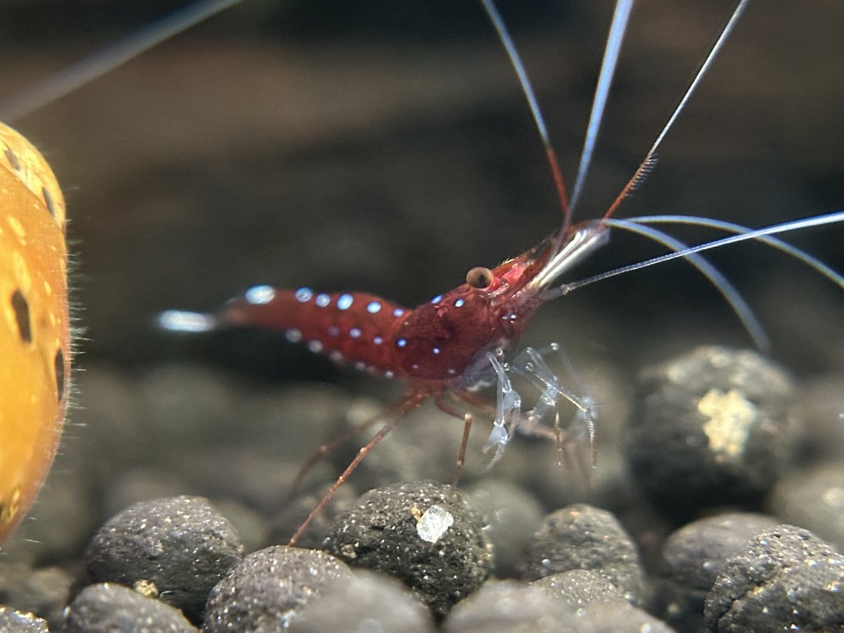 Dr. Joel tweet media