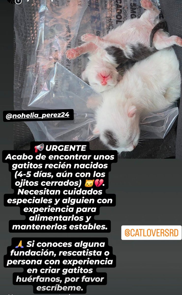 joncapellan's tweet photo. @catloversrd   por favor! https://t.co/Sv3lckHow0